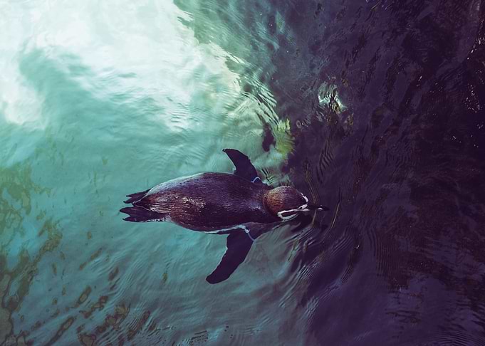 Penguin