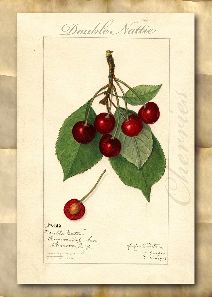 Vintage watercolor cherry