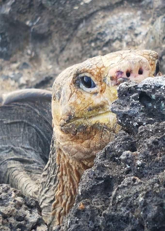 Tortoise