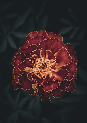 Flower 4