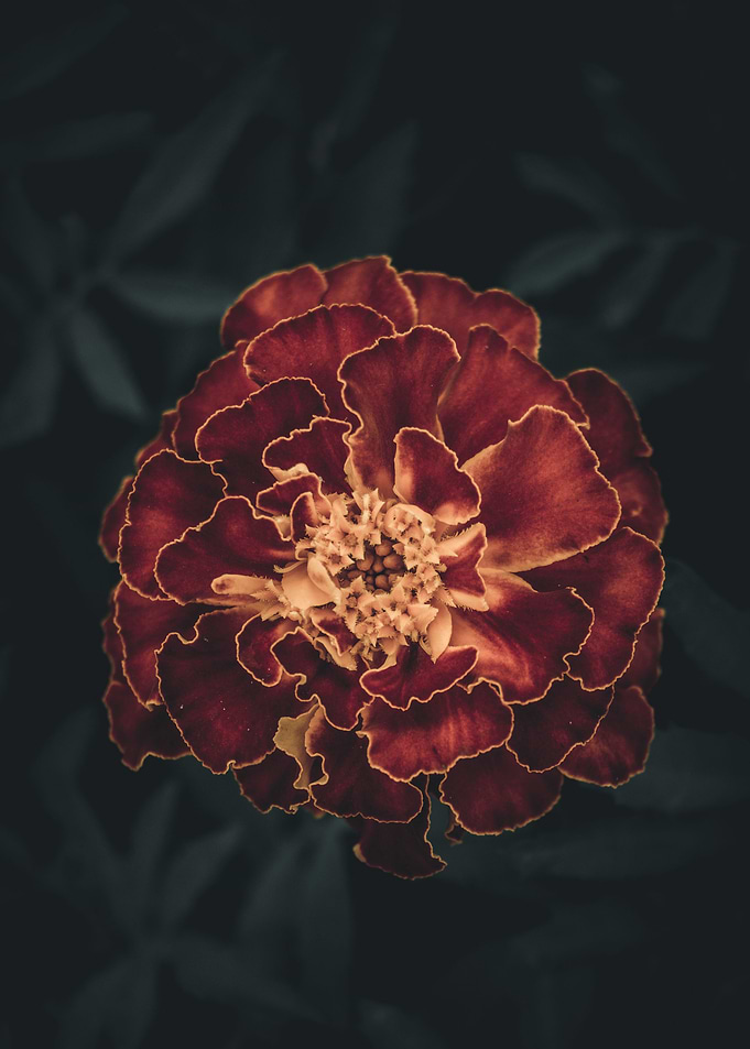 Flower 4