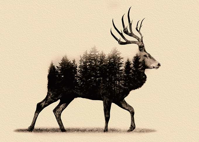 I am the King