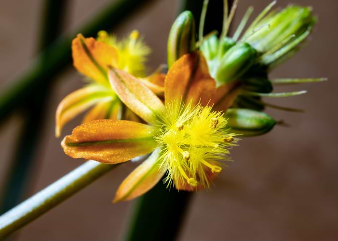 Bulbine flowers