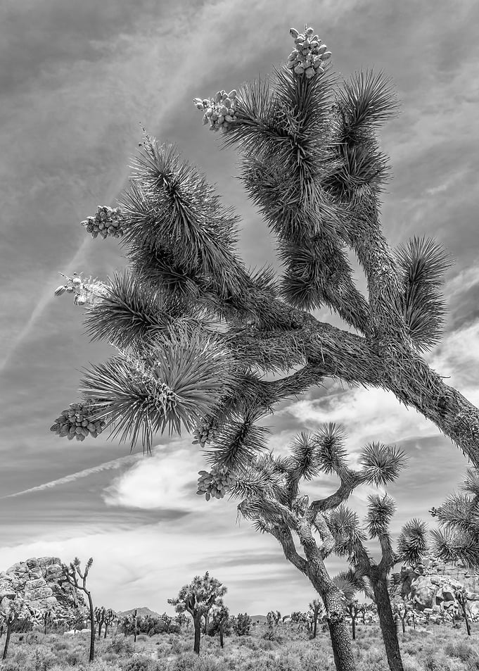Joshua Tree National Park