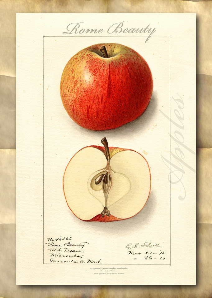 Vintage watercolor apple