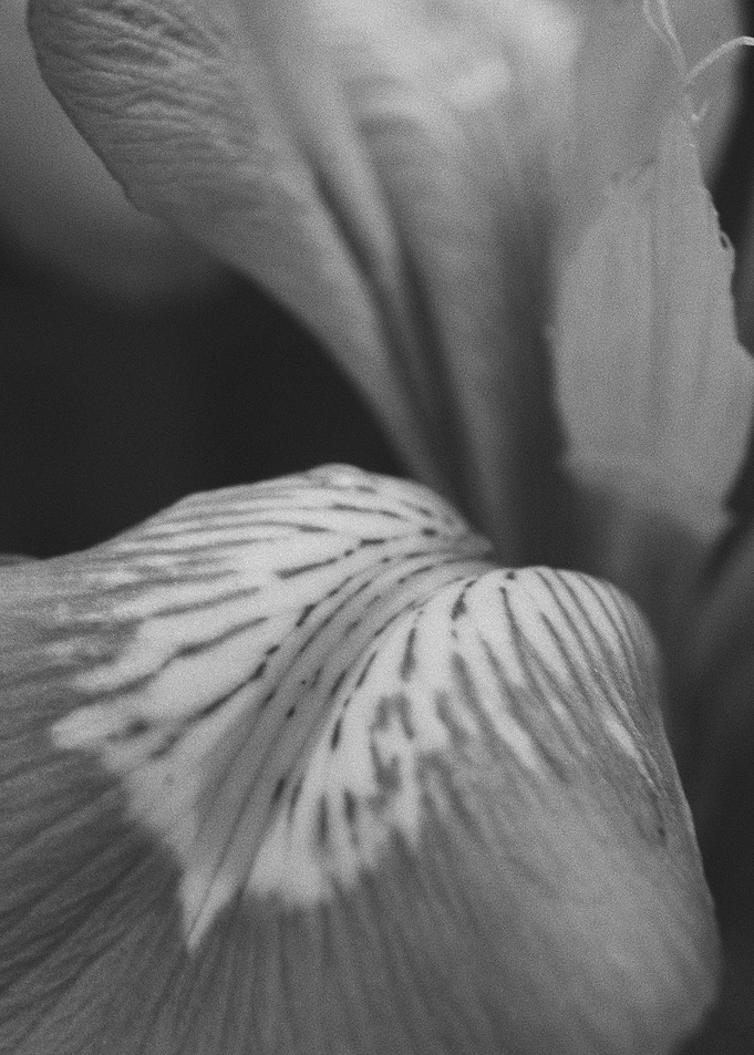 Close Up 1