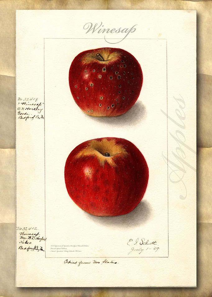 Vintage watercolor apple