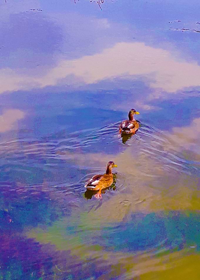 Ducks paradise