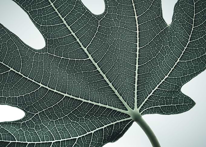 Leaf Texture 2 Color