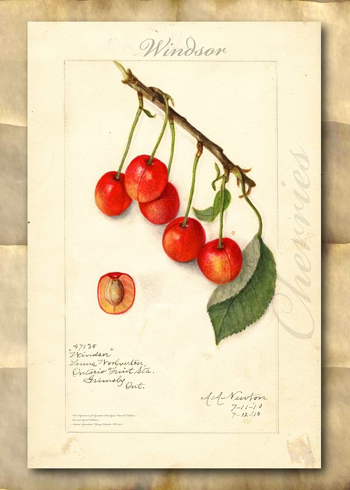 Vintage watercolor cherry
