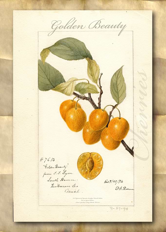 Vintage watercolor cherry