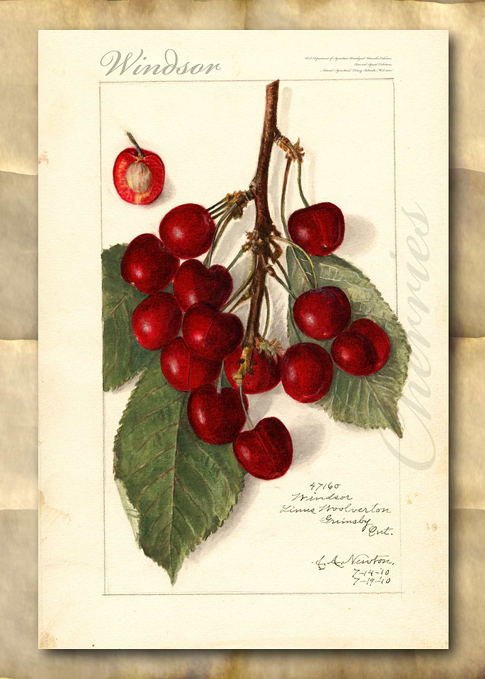 Vintage watercolor cherry