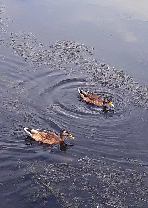 Swimming on the river