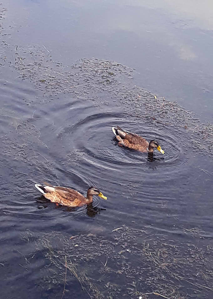 Swimming on the river