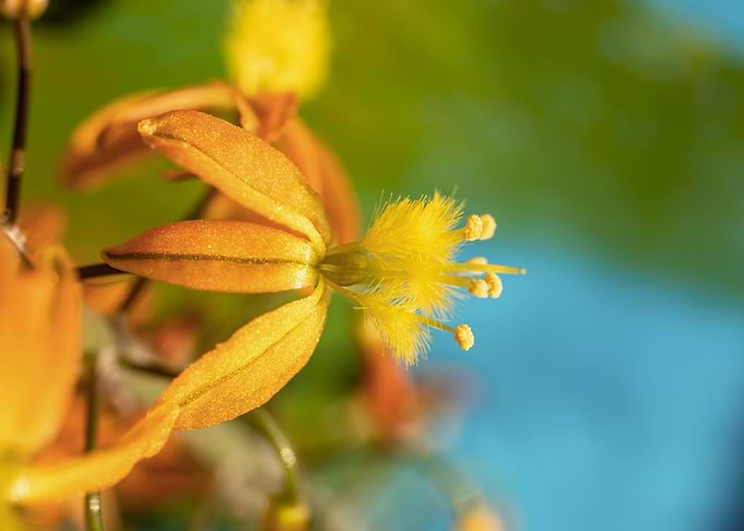 Bulbine on brush strokes