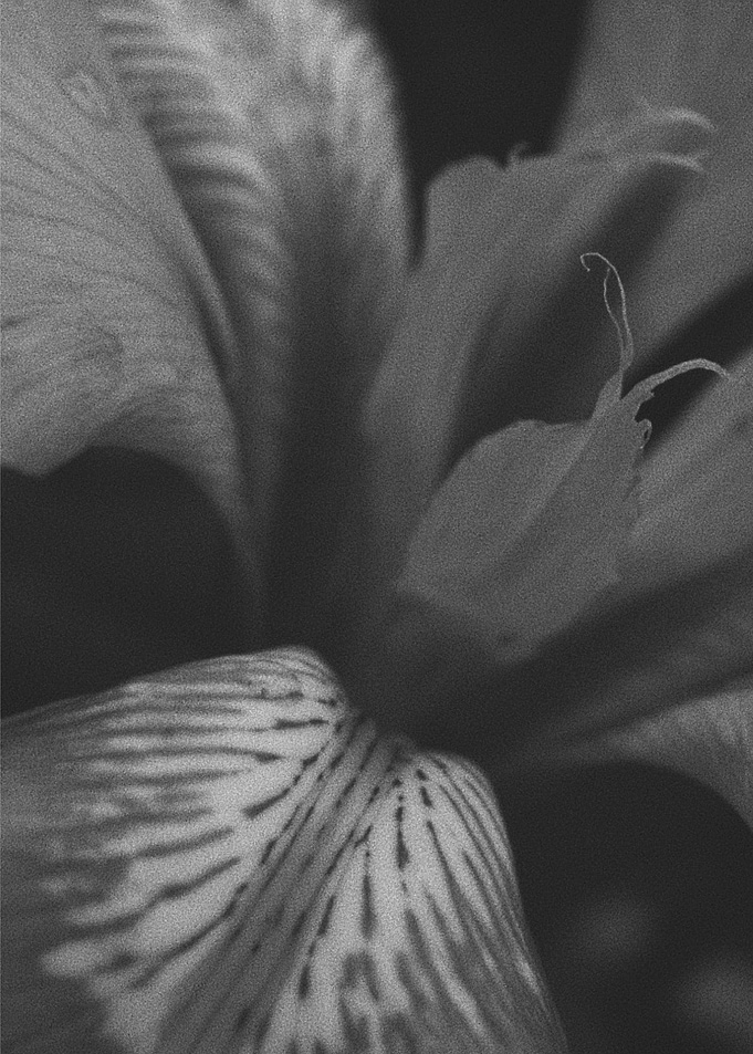 Close up 3