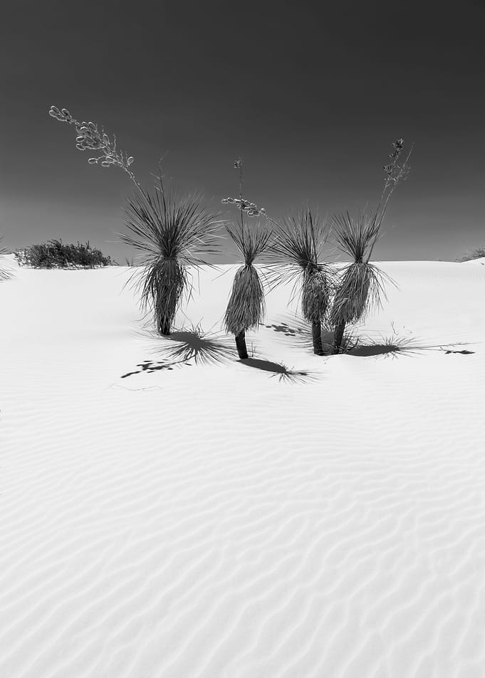 Desert Landscape