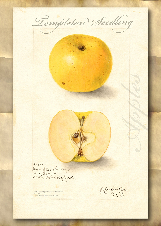 Vintage watercolor apple
