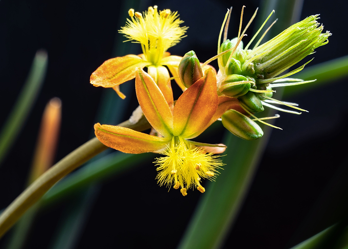 Bulbine flowers