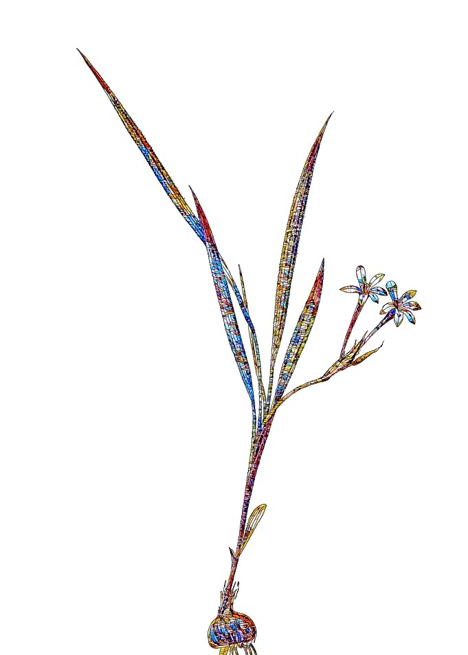 Stained Glass Gladiolus