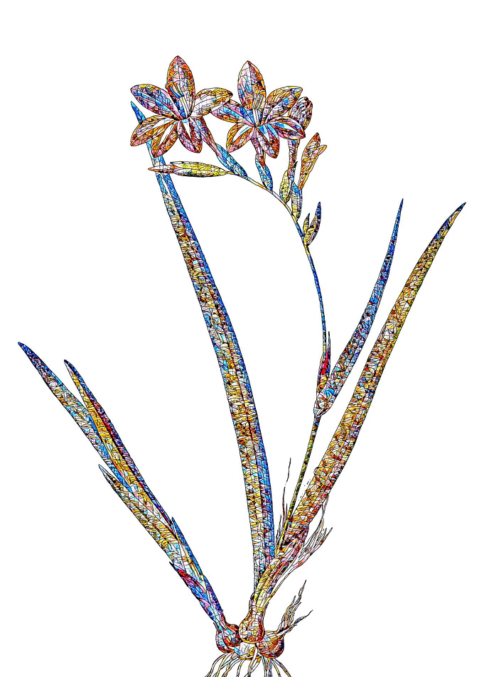 Stained Glass Gladiolus