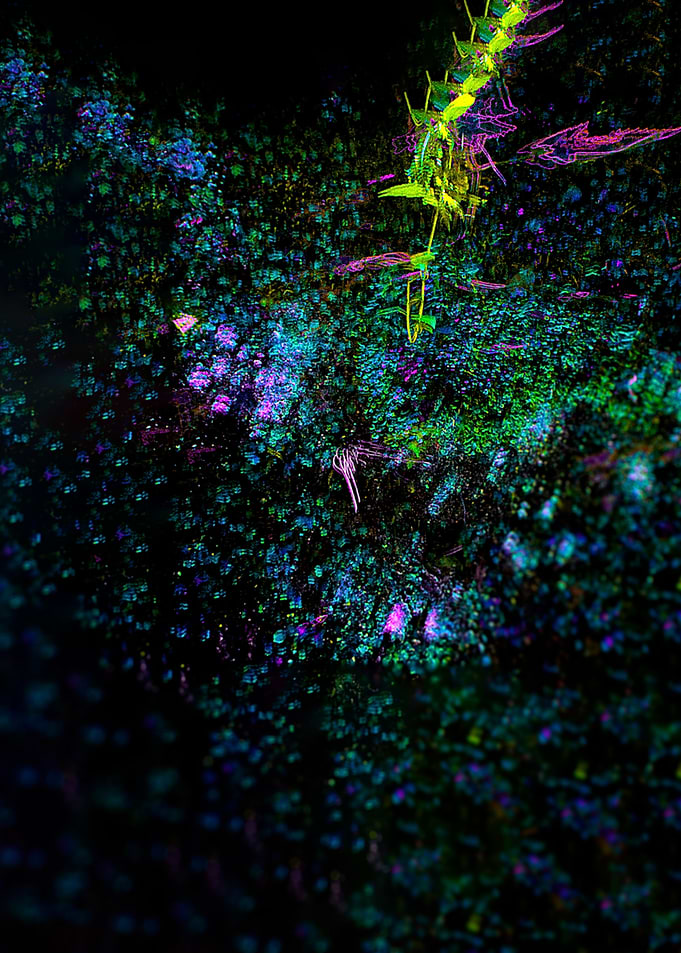 Image B