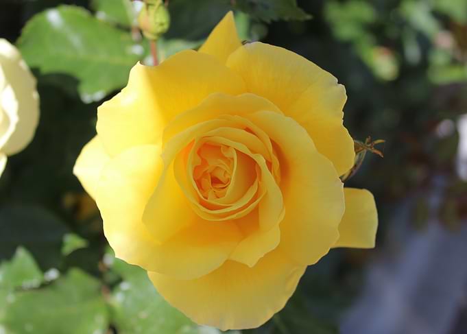 Flowers By David