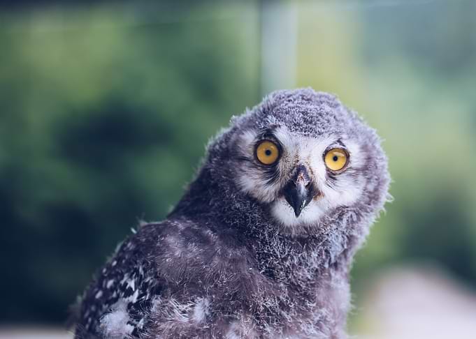 great horned owl
