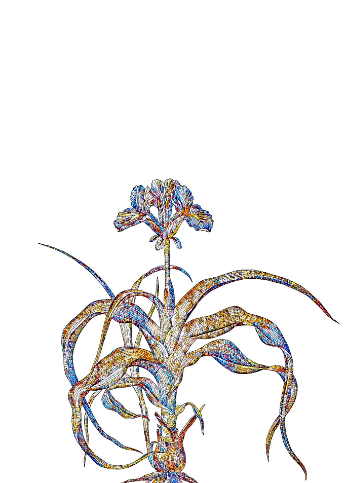 Stained Glass Iris Flower
