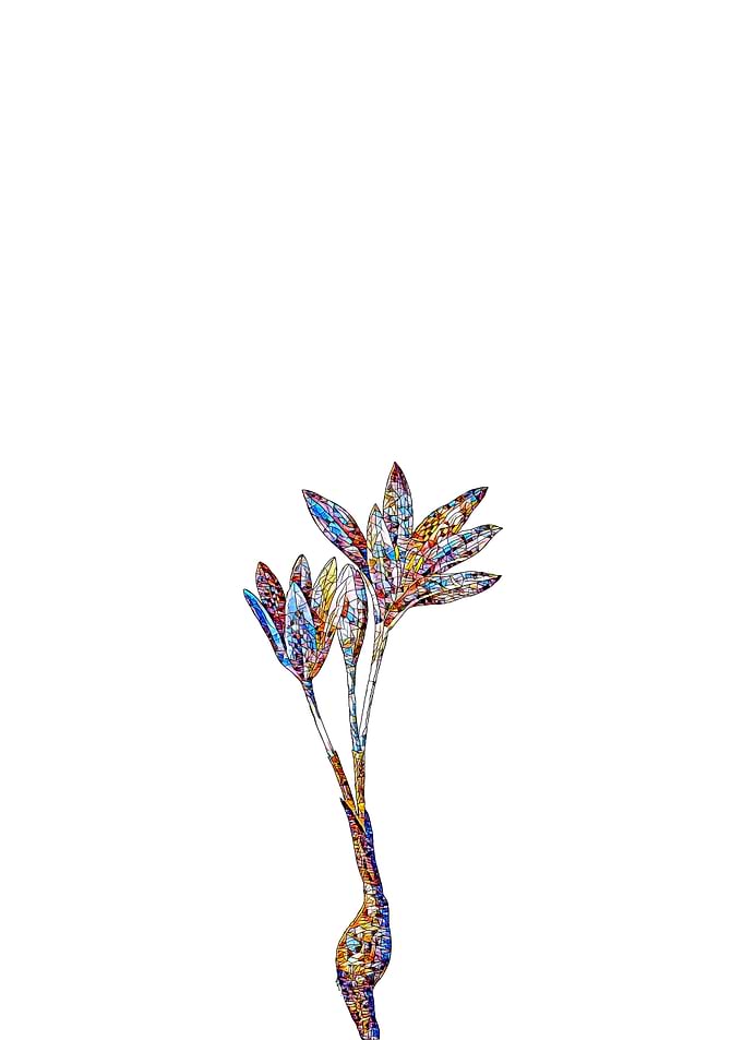 Stained Glass Crocus Flora