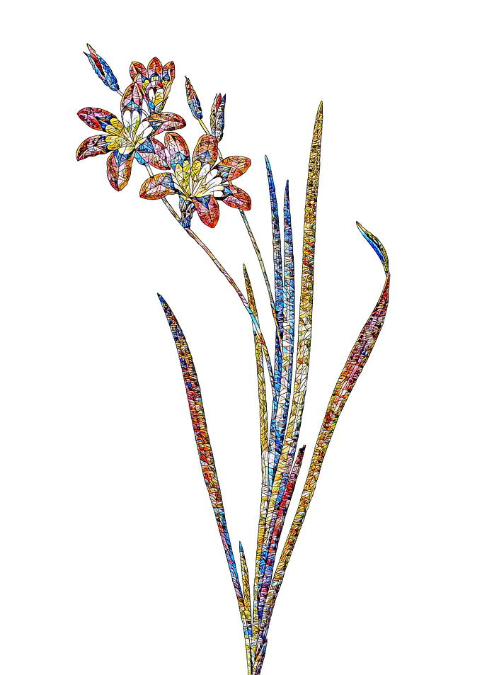 Stained Glass Ixia Flower