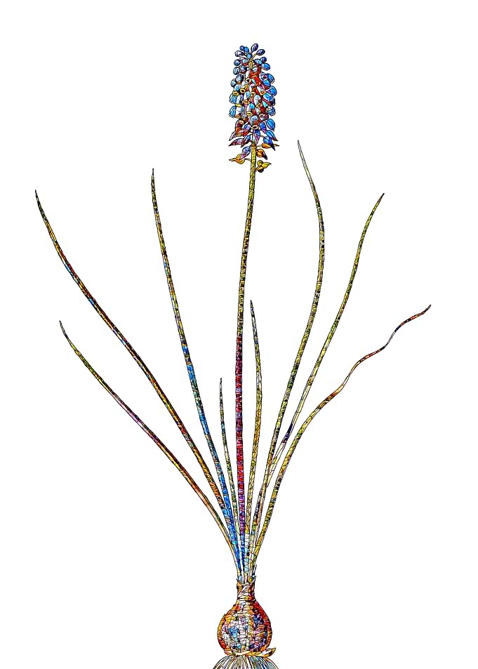 Stained Glass Botanical