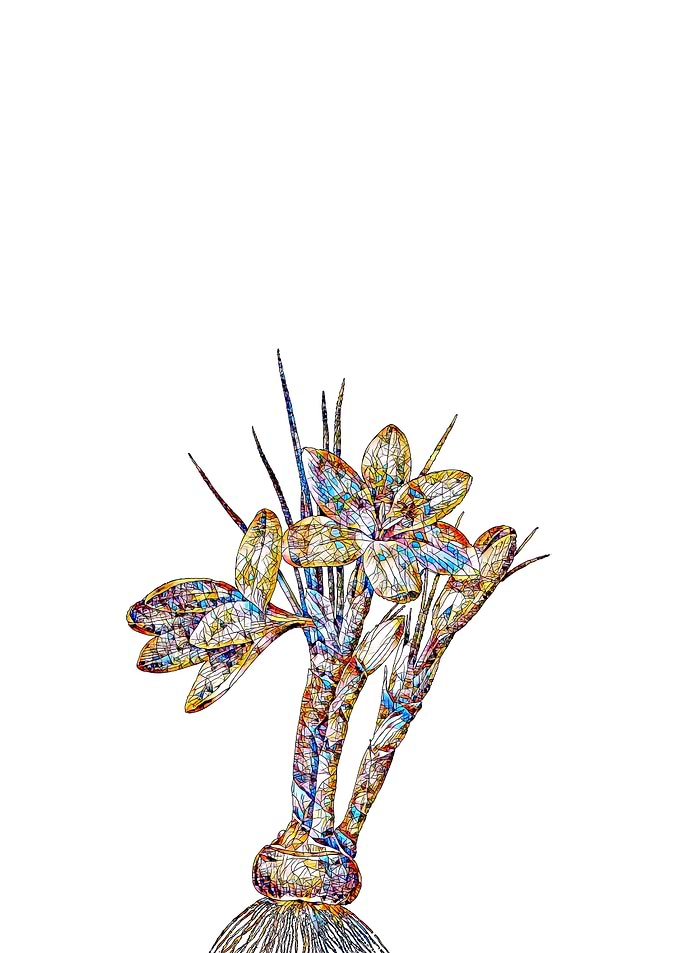Stained Glass Crocus Flora