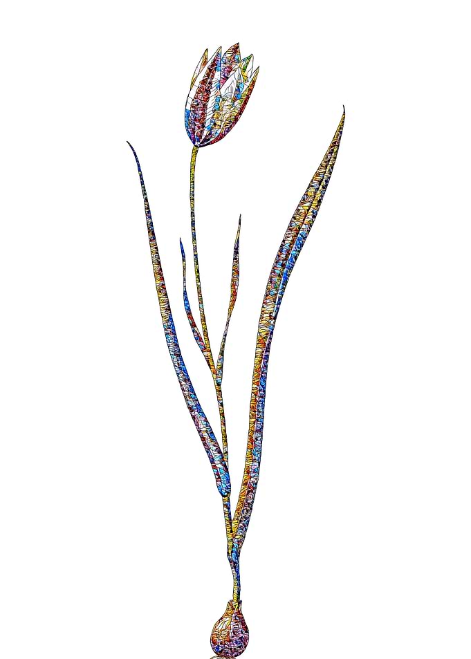 Stained Glass Tulip Flower
