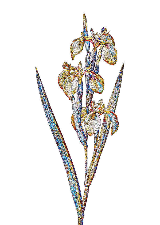 Stained Glass Iris Flower