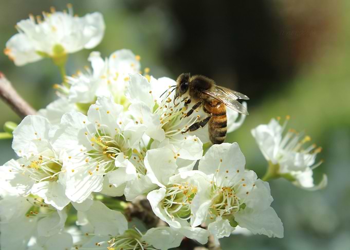 bee