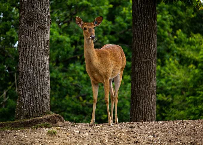 Deer