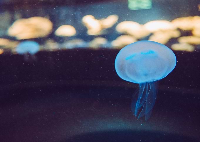 Meduse