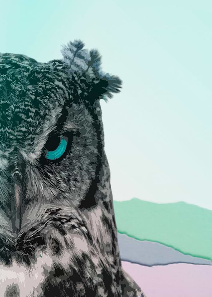 Blue Owl
