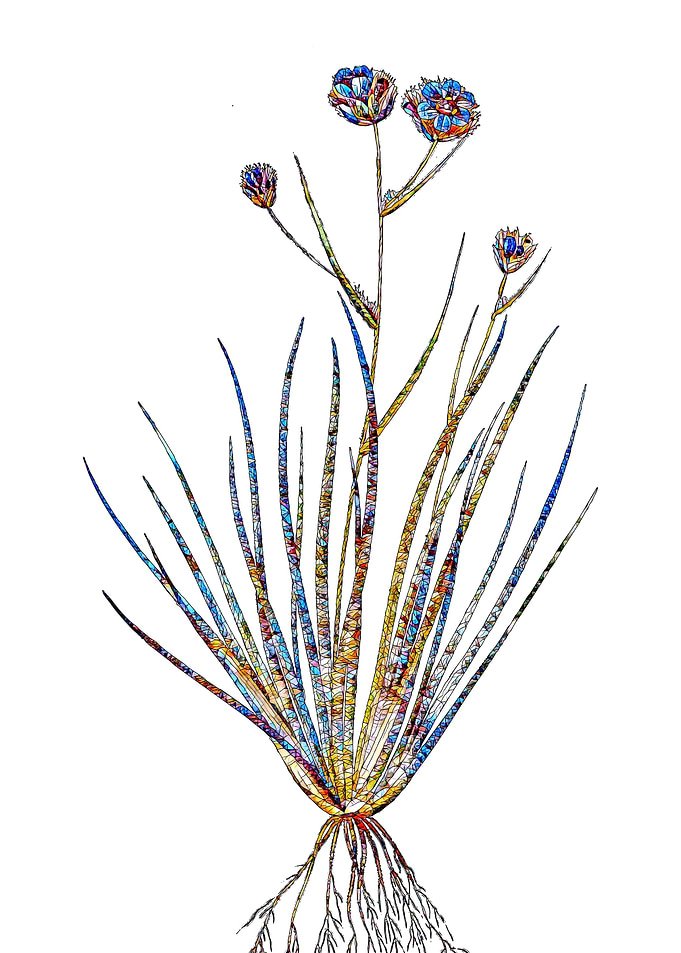 Stained Glass Lily Flower