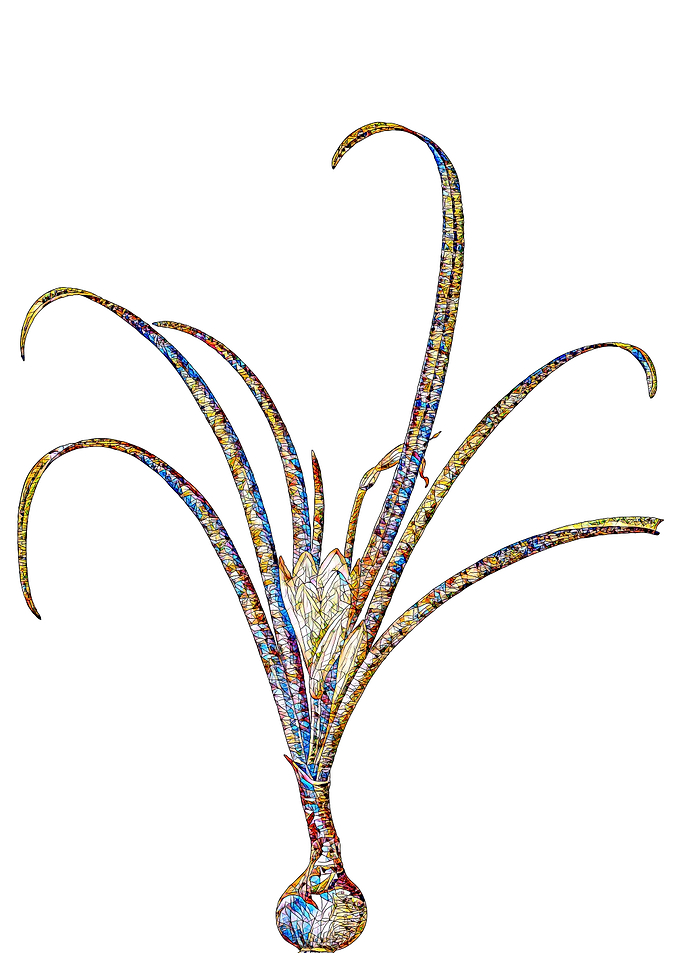 Stained Glass Crocus Flora