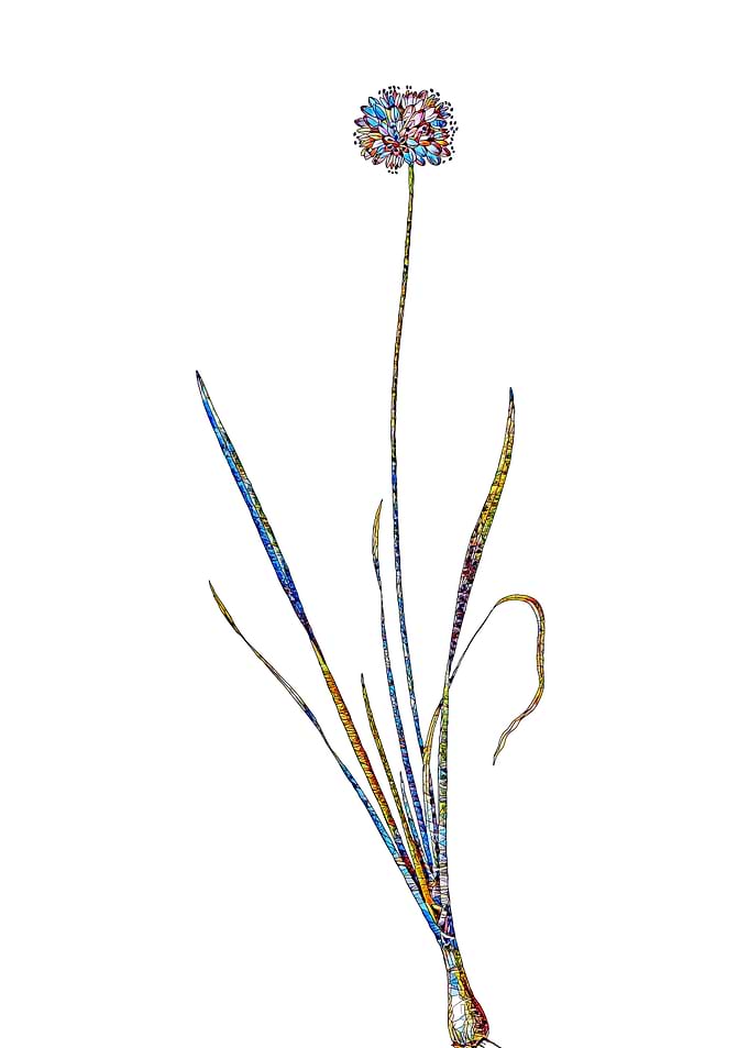 Stained Glass Amaryllis