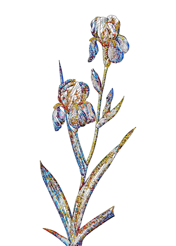 Stained Glass Iris Flower