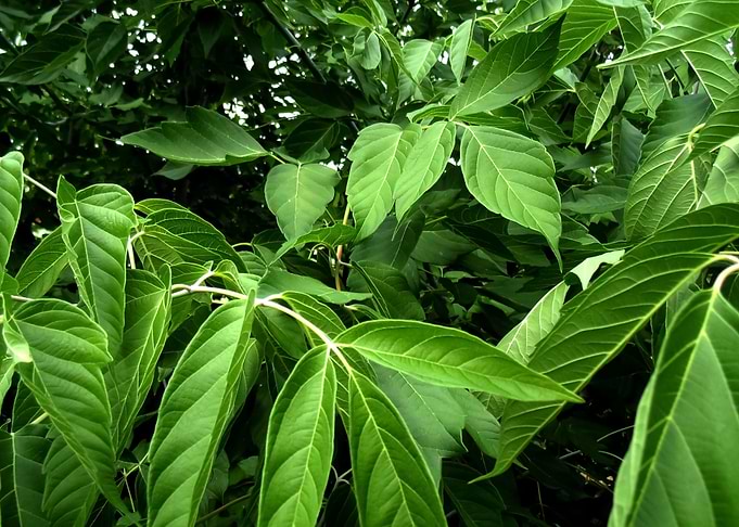 Green leaves