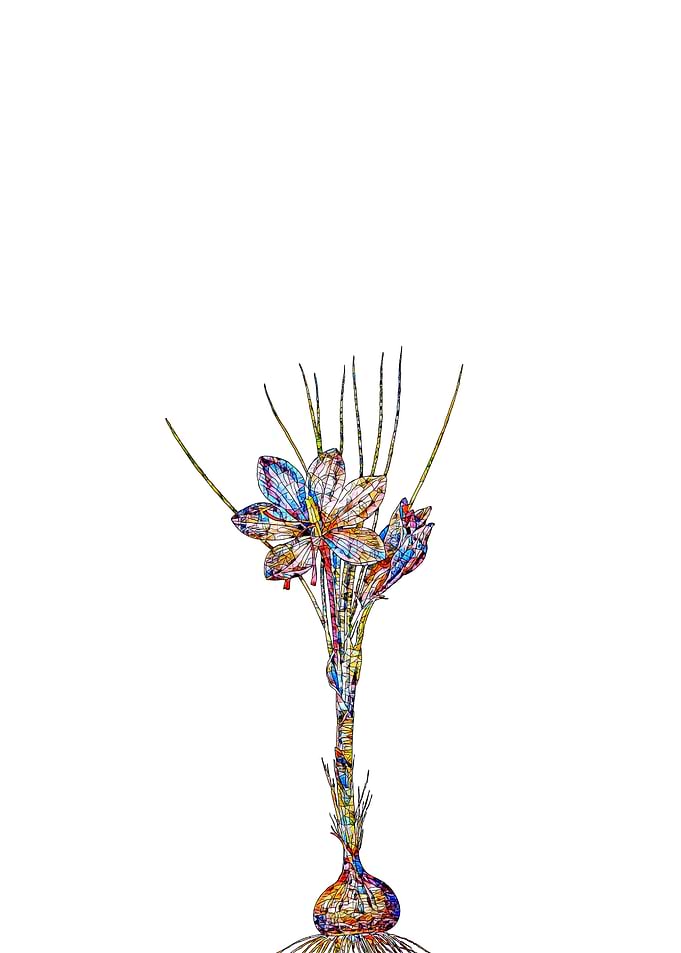 Stained Glass Crocus Flora