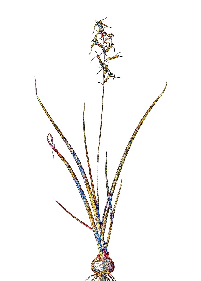 Stained Glass Botanical
