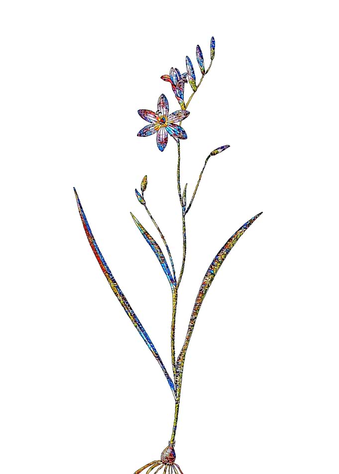 Stained Glass Ixia Flower