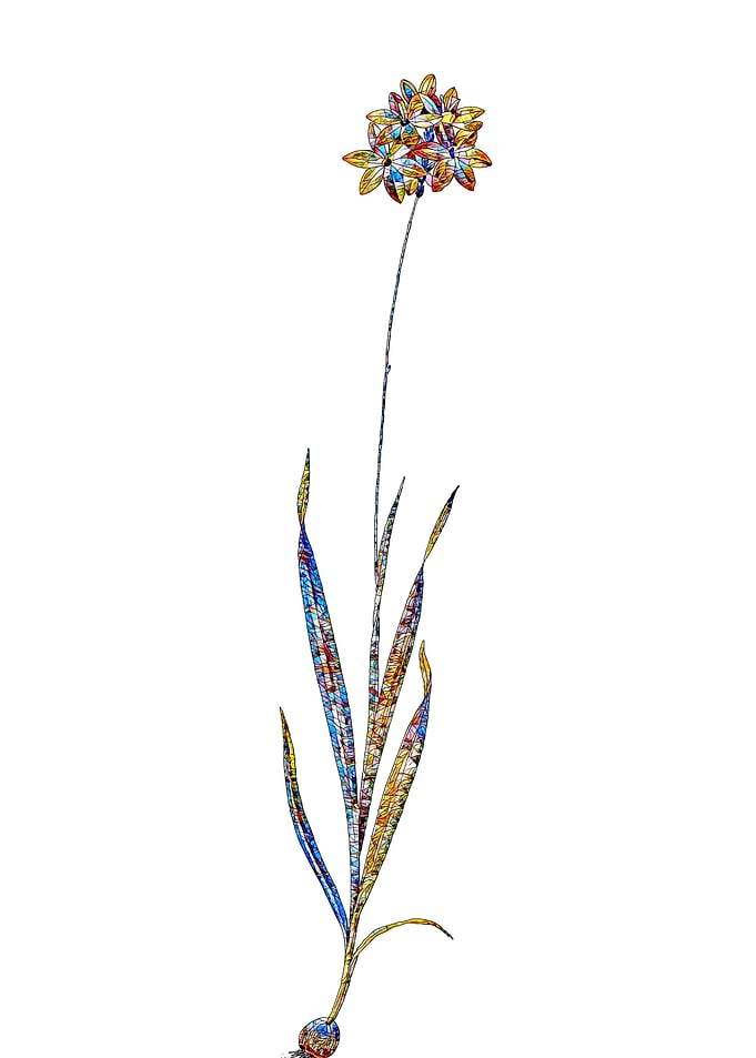 Stained Glass Ixia Flower