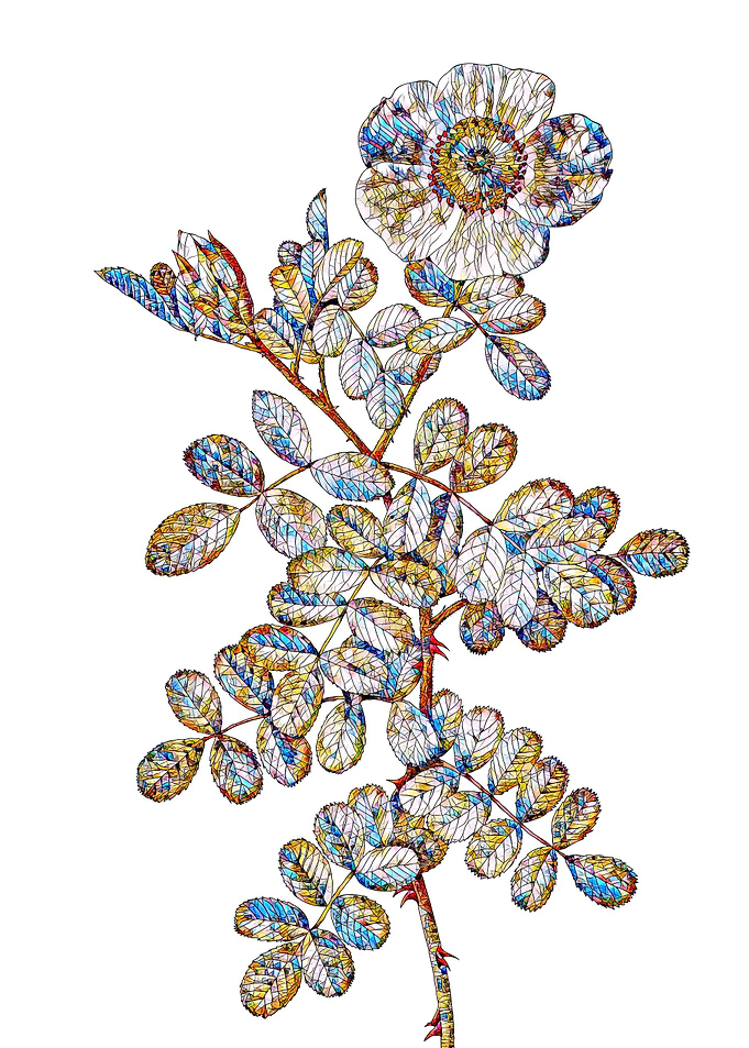 Stained Glass Rose Flower