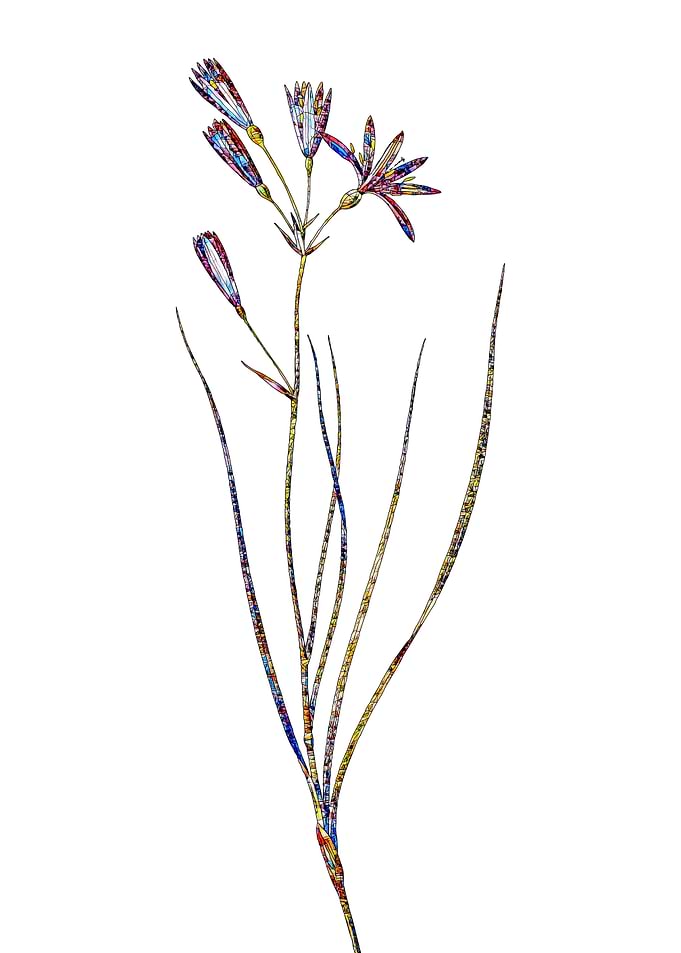 Stained Glass Amaryllis